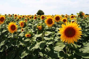Helianthus ayçiçeği, Asteraceae familyasından bir bitki cinsidir. Yıllık ayçiçeği ve veremli ayçiçeği. Tarım alanı. Sarı yapraklı çiçek tomurcuğu. Kürklü yapraklar. Sırbistan tarımı.