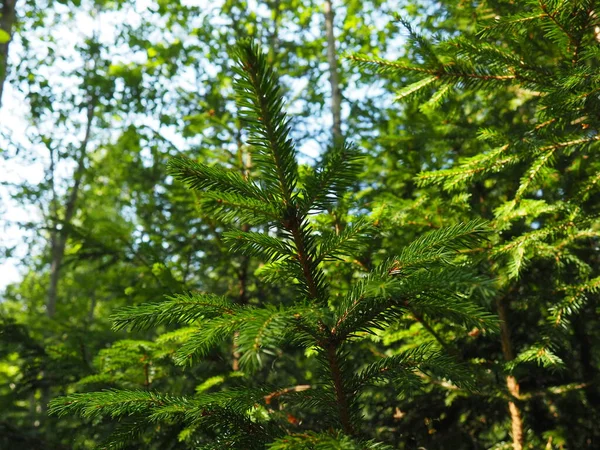 松葉科の針葉樹常緑樹の属であるピチアスプルース 朝鮮半島の針葉樹林 枝や針を発芽させます 生態系 森林破壊 気候変動の問題 — ストック写真