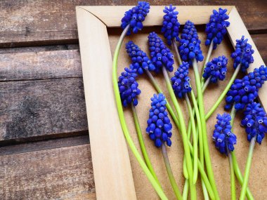 Ahşap çerçevede mavi bahar çiçekleri. Ahşap bir arka planda Muscari Ermeniacum. Parlak kartpostal, tebrikler. Kopyalama uzayı hala düz yaşam alanı. Esmer eski ahşap. Ermeni üzüm sümbülü