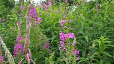 Fireweed Chamerion angustifolium is a perennial herb in the Onagraceae Evening Primrose family. Meadow field with pink ivan tea flowers and green leaves. A walk through the summer meadow. Slow motion.