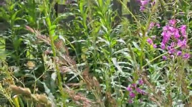 Fireweed Chamerion angustifolium is a perennial herb in the Onagraceae Evening Primrose family. Meadow field with pink ivan tea flowers and green leaves. A walk through the summer meadow. Slow motion.