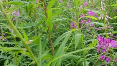 Fireweed Chamerion angustifolium is a perennial herb in the Onagraceae Evening Primrose family. Meadow field with pink ivan tea flowers and green leaves. A walk through the summer meadow. Slow motion.