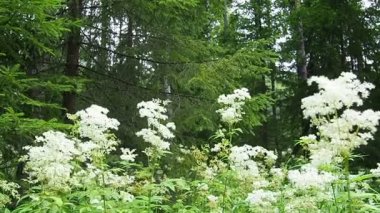 Filipendula vulgaris, dropwort or fern-leaf dropwort, is a perennial herbaceous plant in the family Rosaceae, closely related to meadowsweet Filipendula ulmaria. Slow motion. Walk in forest.