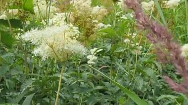 Filipendula vulgaris, dropwort or fern-leaf dropwort, is a perennial herbaceous plant in the family Rosaceae, closely related to meadowsweet Filipendula ulmaria. Slow motion. Walk in forest.