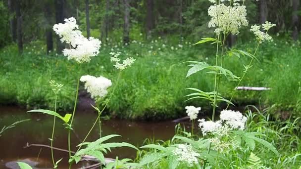 Filipendula Vulgaris Dropwort Fern Leaf Dropwort Perennial Herbaceous Plant Family — Stockvideo