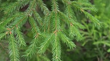 Taiga biome dominated by coniferous forests. Picea spruce, genus of coniferous evergreen trees in the Pine family Pinaceae. Russia, Karelia, Orzega. Christmas tree branches sway in the wind