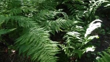 Fern plant in the forest. Beautiful graceful green leaves. Polypodiphyta, vascular plants, modern ferns and ancient higher plants. Fern Polypodiophyta appeared in the Paleozoic era. Walk, slow motion