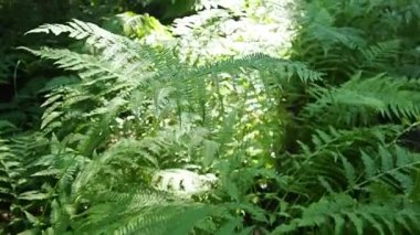 Fern plant in the forest. Beautiful graceful green leaves. Polypodiphyta, vascular plants, modern ferns and ancient higher plants. Fern Polypodiophyta appeared in the Paleozoic era. Walk, slow motion