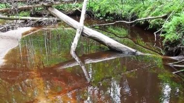 A beaver dam erected by beavers on a river or stream to protect against predators and to facilitate foraging during the winter. The dam materials are wood, branches, leaves, grass, silt, mud, stones.