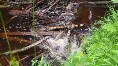 A beaver dam erected by beavers on a river or stream to protect against predators and to facilitate foraging during the winter. The dam materials are wood, branches, leaves, grass, silt, mud, stones.