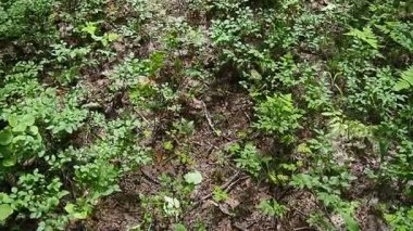 Blueberry, or Blueberry myrtle Vaccinium myrtillus, a low-growing shrub, a species of the genus Vaccinium of the family Heatheraceae. Forest green leaves. Slow motion walk