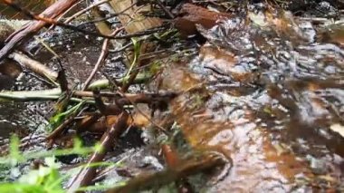 A beaver dam erected by beavers on a river or stream. The water is foaming. Slow motion of water. The dam materials are wood, branches, leaves, grass, silt, mud, stones. Nature of Karelia