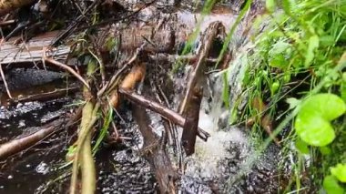 A beaver dam erected by beavers on a river or stream. The water is foaming. Slow motion of water. The dam materials are wood, branches, leaves, grass, silt, mud, stones. Nature of Karelia
