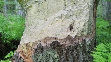 A tree gnawed by a beaver. Damaged bark and wood. The work of a beaver for the construction of a dam. Taiga, Karelia, Russia. Hunting and fishing. Life activity of European forest animals. Slow motion