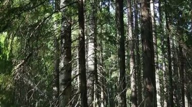 Taiga biome dominated by coniferous forests. Picea spruce, genus of coniferous evergreen trees in the Pine family Pinaceae. Russia, Karelia, Orzega. Dense forest. Slow motion walk