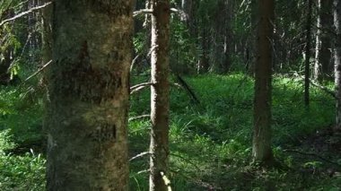 Taiga biome dominated by coniferous forests. Picea spruce, genus of coniferous evergreen trees in the Pine family Pinaceae. Russia, Karelia, Orzega. Dense forest. Slow motion walk