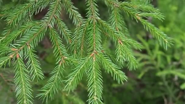 Taiga Biome Dominated Coniferous Forests Picea Spruce Genus Coniferous Evergreen — 图库视频影像