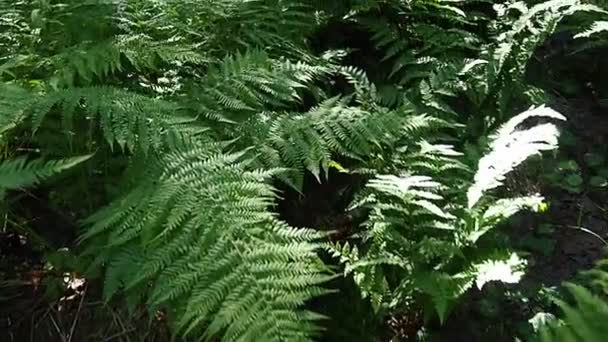 Ферн Лісі Прекрасне Зелене Листя Поліподіфіта Судинні Рослини Сучасні Папороті — стокове відео