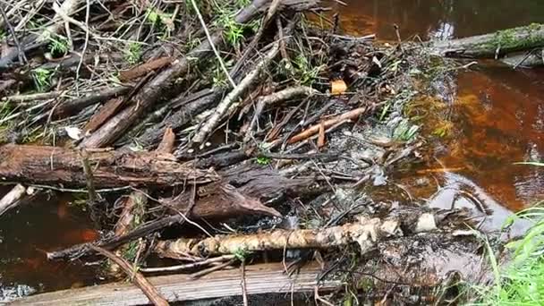 Beaver Dam Erected Beavers River Stream Protect Predators Facilitate Foraging — Stok video