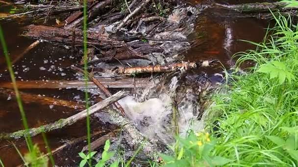 Beaver Dam Erected Beavers River Stream Protect Predators Facilitate Foraging — Stock video
