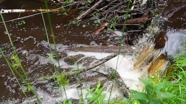 Beaver Dam Erected Beavers River Stream Protect Predators Facilitate Foraging — Video