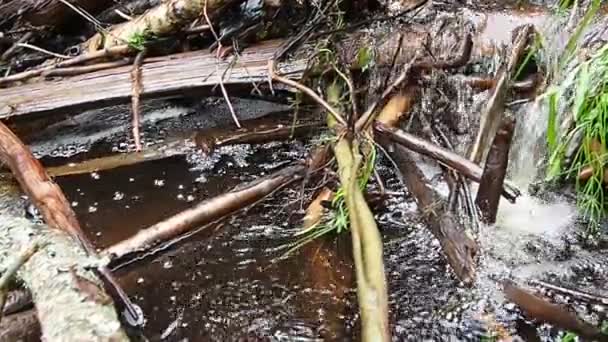 Beaver Dam Erected Beavers River Stream Water Foaming Slow Motion — Video Stock