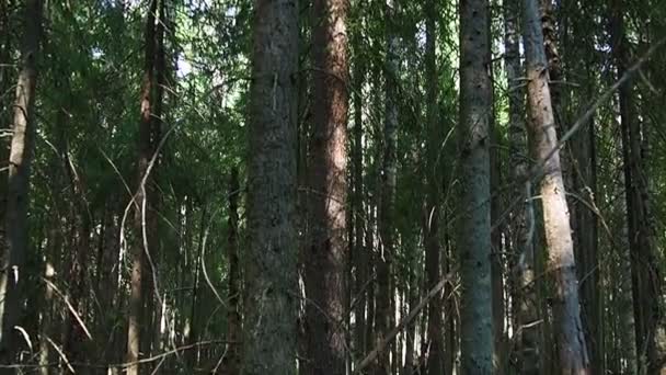 Taiga Biome Dominated Coniferous Forests Picea Spruce Genus Coniferous Evergreen — Stock video