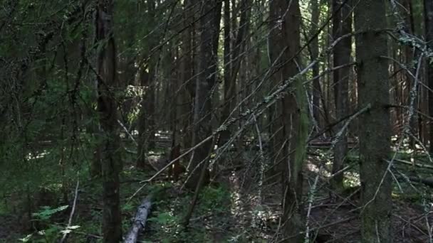 Taiga Biome Dominated Coniferous Forests Picea Spruce Genus Coniferous Evergreen — Stockvideo