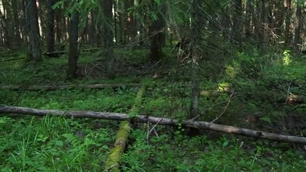 Taiga Biome Dominated Coniferous Forests Picea Spruce Genus Coniferous Evergreen — Stockvideo