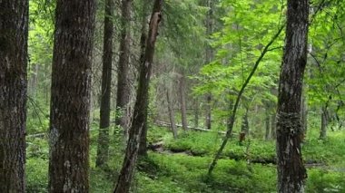Taiga biome dominated by coniferous forests. Picea spruce, genus of coniferous evergreen trees in the Pine family Pinaceae. Russia, Karelia, Orzega. Dense forest. Slow motion walk. Mixed forest