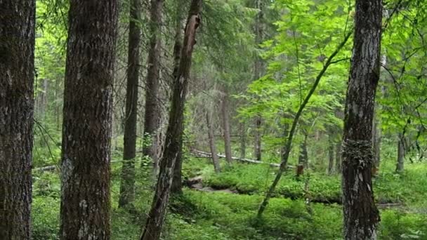 Taiga Biome Κυριαρχείται Από Κωνοφόρα Δάση Picea Spruce Γένος Κωνοφόρων — Αρχείο Βίντεο