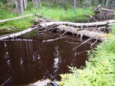 Taiga biome dominated by coniferous forests. Picea spruce, coniferous evergreen trees in the Pine family Pinaceae. Russia, Karelia. Forest river Orzega. Stone natural rapids, rusty ferruginous water