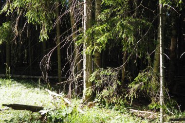 Taiga biome dominated by coniferous forests. Picea spruce, genus of coniferous evergreen trees in the Pine family Pinaceae. Russia, Karelia, Orzega. Dense forest. Terrible bowl. Wild deserted forest