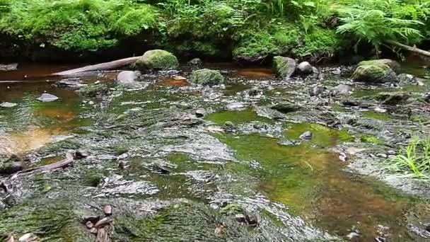 Rocky Forest Stream Orzega Karelia Ferruginous Brown Clear Water Water — Vídeos de Stock