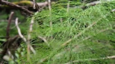 Horsetail Equisetum, genus of vascular plants, department Equisetophyta Ferns. Horsetail sways in the wind. Metamerism, alternation of nodes and internodes. Leaves reduced to scales, whorls at nodes