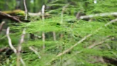 Horsetail Equisetum, genus of vascular plants, department Equisetophyta Ferns. Horsetail sways in the wind. Metamerism, alternation of nodes and internodes. Leaves reduced to scales, whorls at nodes