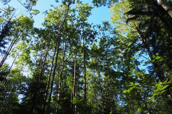 Taiga biome dominated by coniferous forests. Picea spruce, genus of coniferous evergreen trees in the Pine family Pinaceae. Russia, Karelia, Orzega. Dense forest. Terrible bowl. Wild deserted forest