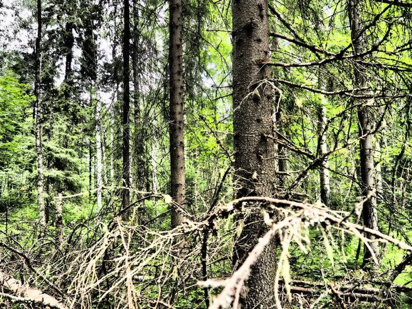 Taiga Biome Dominated Coniferous Forests Picea Spruce Genus Coniferous Evergreen — Foto de Stock