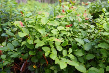 Yabanmersini, ya da yabanmersini mersinli mersinli mersin otu, düşük büyüyen bir çalılık, Heatheraceae familyasından bir aşı türü. Orman mavi mor böğürtlen ve yeşil yapraklar. Böğürtlen topluyorum