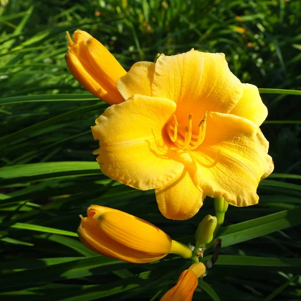 Daylily Beautiful Lemon Yellow Beautifully Flowering Perennial Herbaceous Plant Long — 图库照片