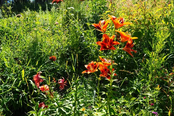 Hemerocallis aurantiaca is a genus of plants of the Lilaynikov family Asphodelaceae. Beautiful orange lily flowers with six petals. Long thin green leaves. Flowering and crop production as a hobby.