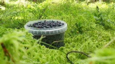 A man in black rubber boots walks through a sphagnum bog, bends down and picks up a plastic bucket of blueberries. Womens hands stained with blueberries. Vaccinium myrtillus blueberry. Sphagnum moss.
