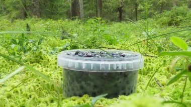 A man in black rubber boots walks through a sphagnum bog, bends down and picks up a plastic bucket of blueberries. Womens hands stained with blueberries. Vaccinium myrtillus blueberry. Sphagnum moss.