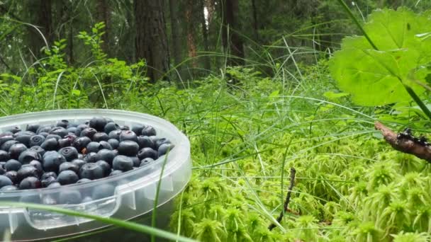 Man Black Rubber Boots Walks Sphagnum Bog Bends Picks Plastic — Video Stock