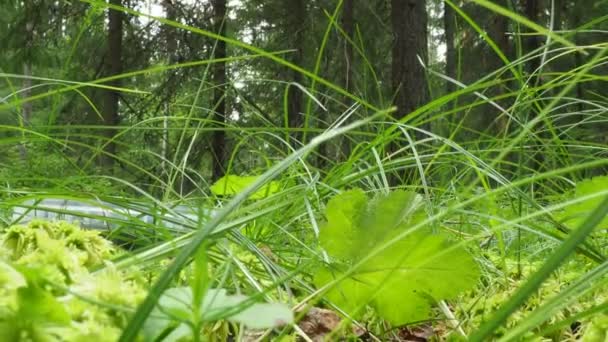 Man Black Rubber Boots Walks Sphagnum Bog Bends Picks Plastic — Stockvideo