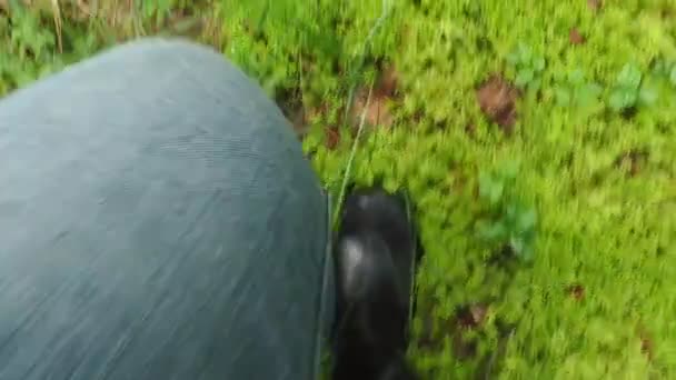 Man Black Rubber Boots Walks Sphagnum Bog Sphagnum Moss Black — Stock videók