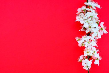 Kırmızı arka planda beyaz kuş kirazı çiçekleri. Uzayı metin için kopyala. Bayram ya da davetiye için parlak kart. Bahar geldi.
