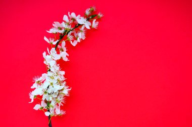 Kırmızı arka planda beyaz kuş kirazı çiçekleri. Uzayı metin için kopyala. Bayram ya da davetiye için parlak kart. Bahar geldi.