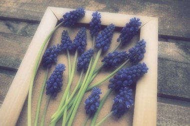 Ahşap çerçevede mavi bahar çiçekleri. Ahşap bir arka planda Muscari Ermeniacum. Parlak kartpostal, tebrikler. Kopyalama uzayı hala düz yaşam alanı. Retro vintage tarzı. Ermeni üzüm sümbülü