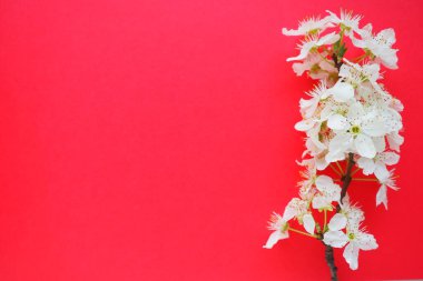 Kırmızı arka planda beyaz kuş kirazı çiçekleri. Uzayı metin için kopyala. Bayram ya da davetiye için parlak kart. Bahar geldi.